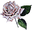 Rose Left