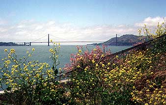 Flowers and the Golden Gate Bridge