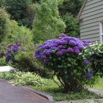 I want hydrangeas this color!